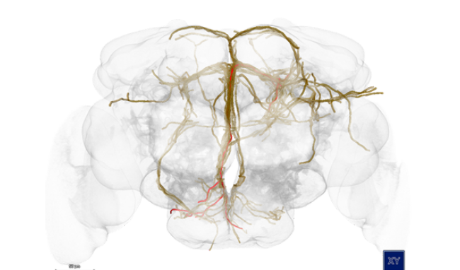 The visualization of a brain in which different neurons are identified and marked.