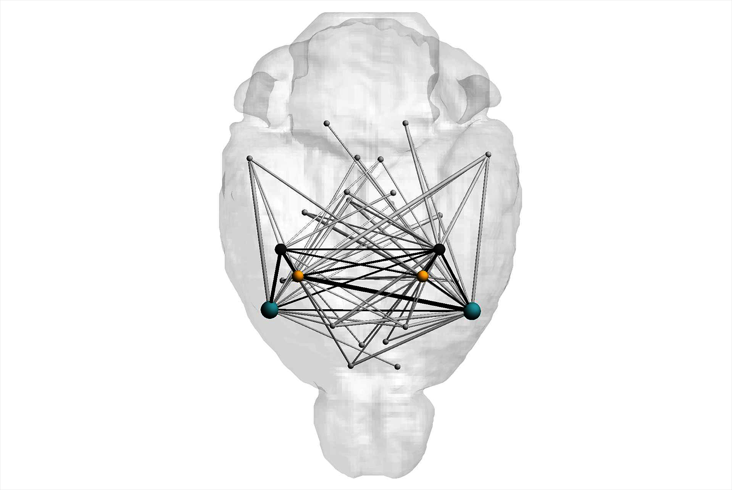 Zu sehen ist in hellem grau die Skizze eines Gehirns und darin visualisiert sind in bunten Querverbindungen die neuronalen Schleifen, die das Bauchgefühl konstituieren.