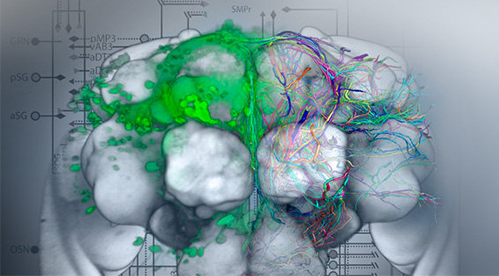 Screenshot of the Brain* software of the VRVis showing a gray brain with many colored neuronal networks. 