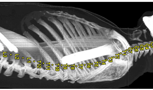 Röntgenbild mit automatisch gelabelter Wirbelsäule.