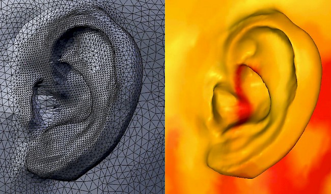 Zwei Visualisierungen des menschlichen Ohrs.