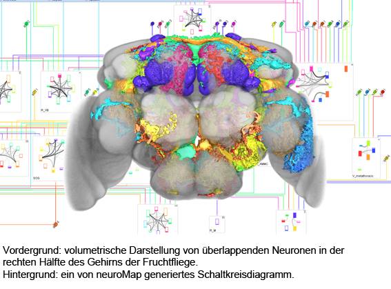 Darstellung eines Fruchtfliegen-Gehirns mit bunten Hervorhebungen. Im Hintergrund ebenso bunte Grafiken