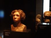 Eine Büste von Homo neanderthalensis steht in einem Museum und wird ausgestellt.