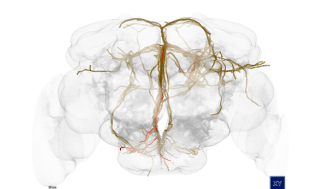 Die Visualisierung eines Gehirns, in welchem verschiedene Neuronen identifiziert und markiert sind.