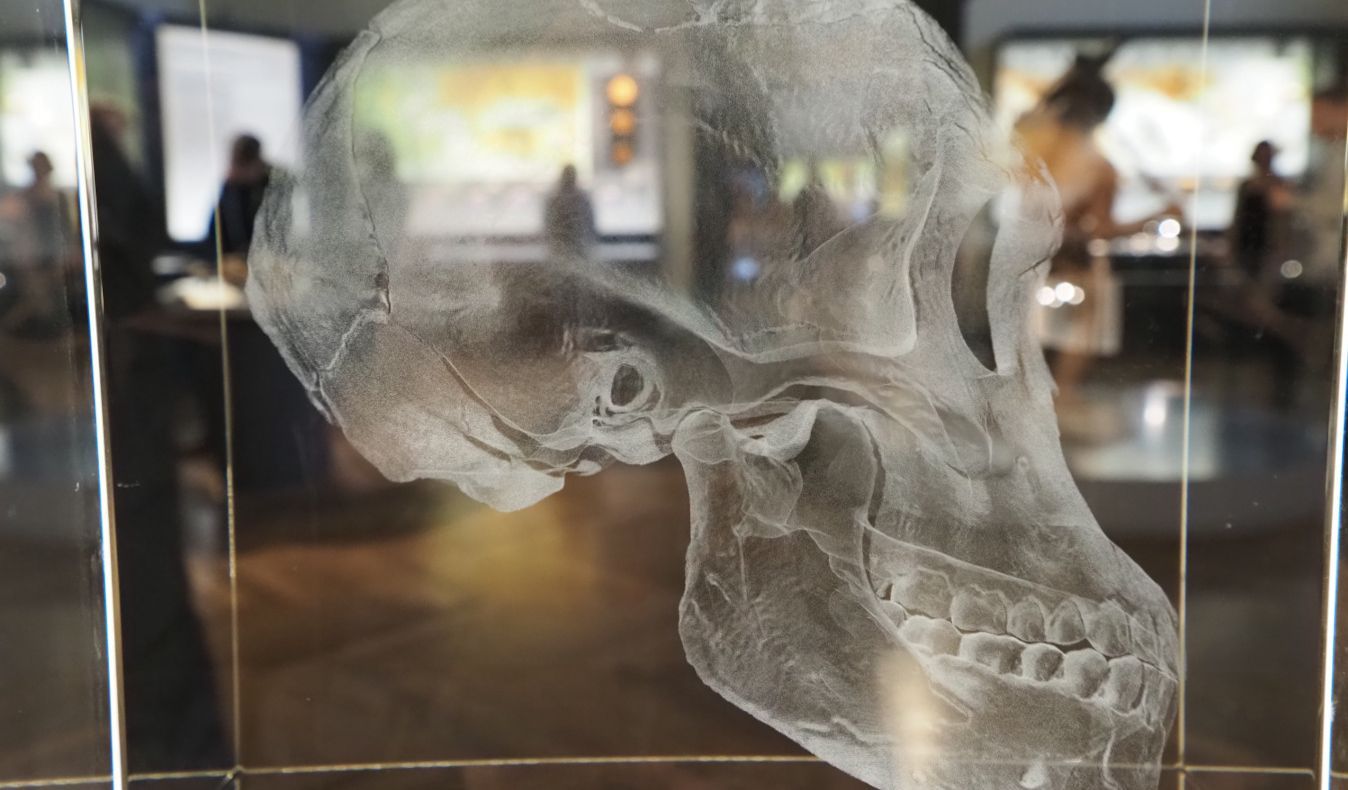 A visualization of a Neanderthal skull can be seen on a glass panel.