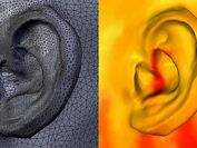 Zwei Visualisierungen des menschlichen Ohrs.